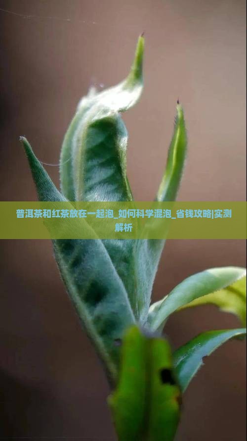 普洱茶和红茶放在一起泡