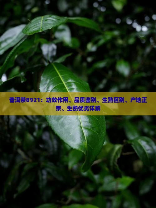 普洱茶8921