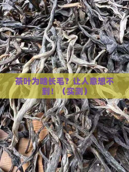 为什么茶叶上面有毛