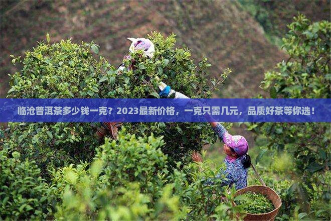 临沧普洱茶多少钱一克
