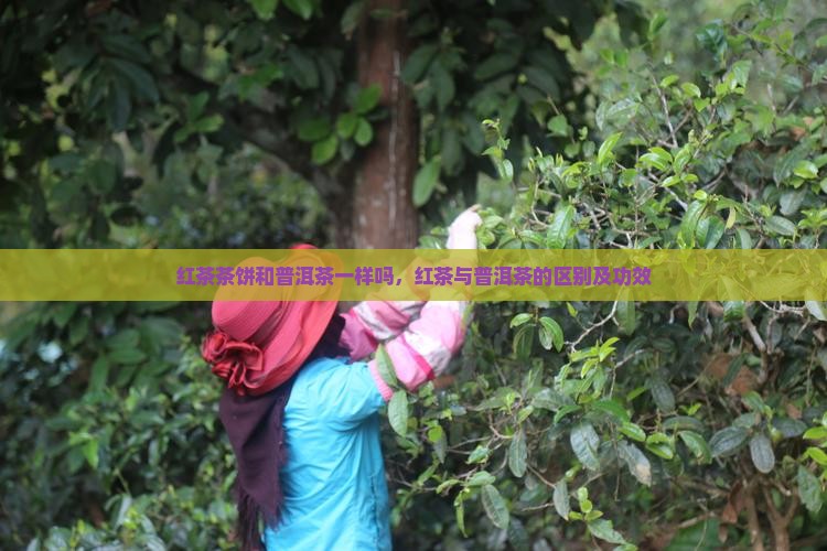 红茶茶饼和普洱茶一样吗