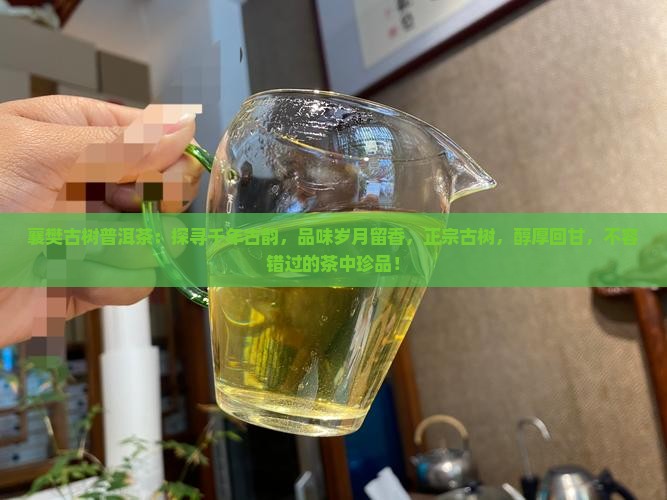 襄樊古树普洱茶