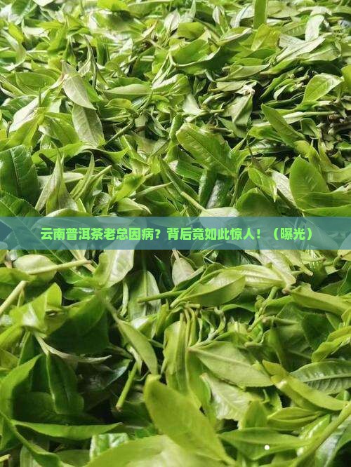 云南普洱茶老总因病