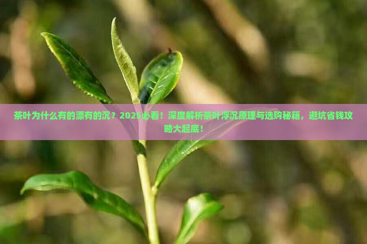茶叶为什么有的漂有的沉