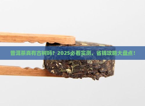 普洱茶是不是古树