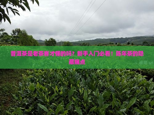 普洱茶是老茶客吗