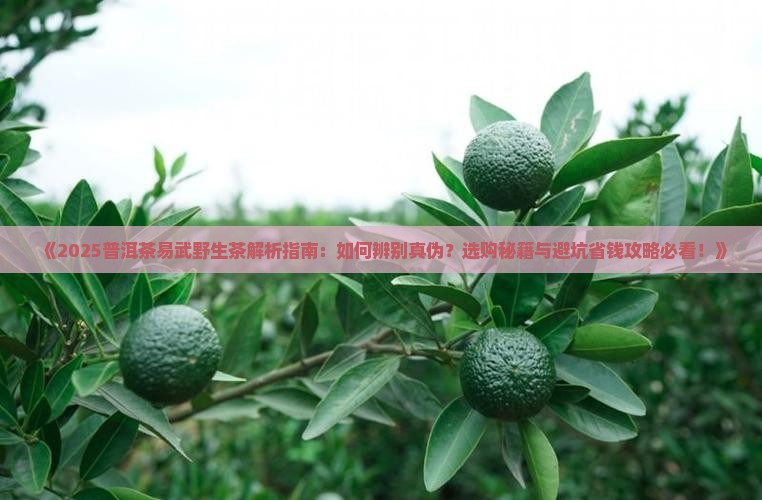 普洱茶易武野生茶