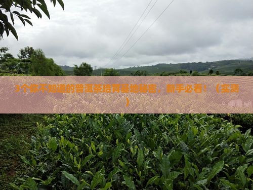 普洱茶培育基地