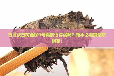 普洱茶古树西保9号