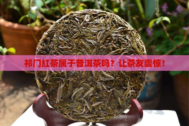 祁门红茶属于普洱茶吗为什么
