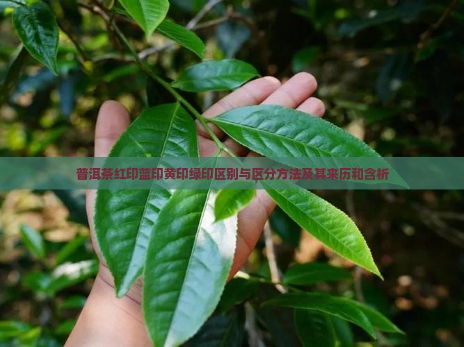 普洱茶红印蓝印黄印绿印