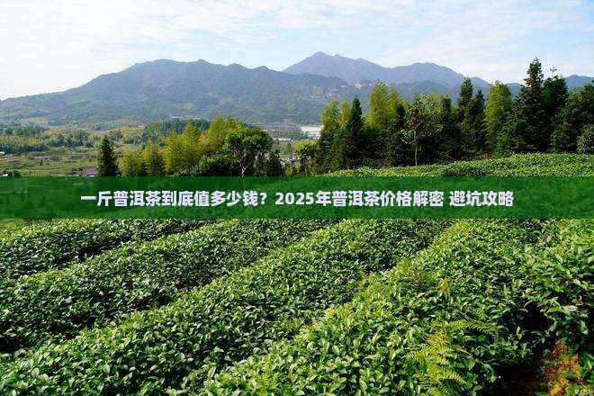 一斤普洱茶能卖多少钱