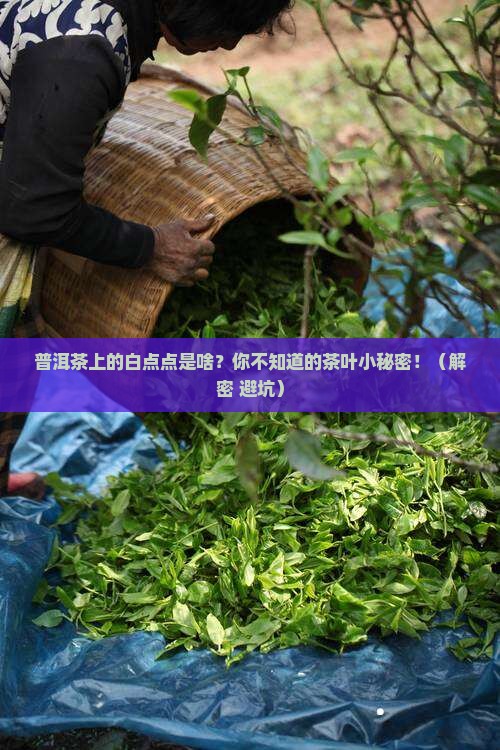 普洱茶上的白点点是啥