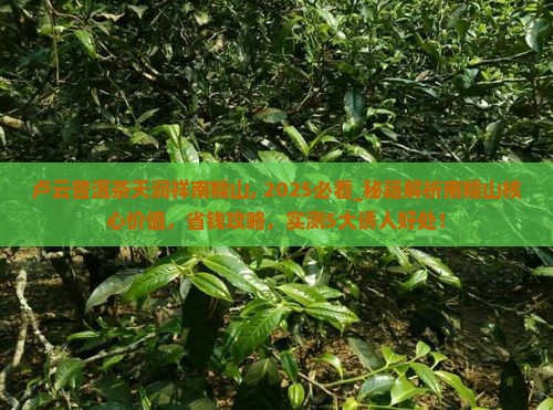 卢云普洱茶天润祥南糯山