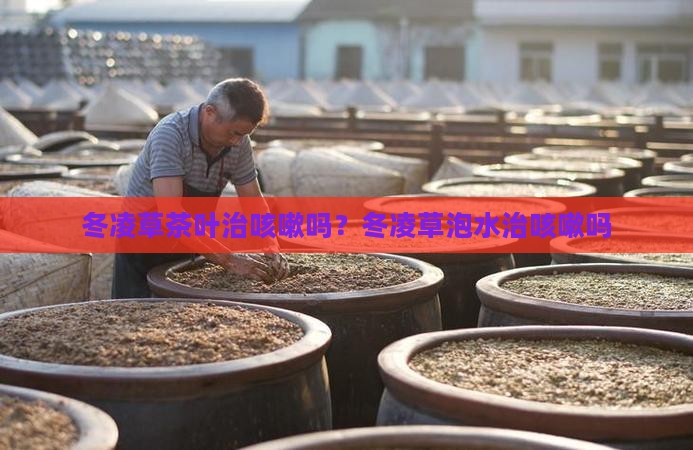 冬凌草茶叶治咳嗽吗
