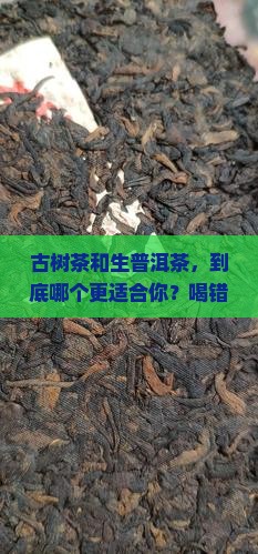 古树茶和生普洱茶
