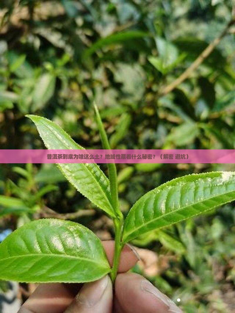 普洱茶的特性地域性