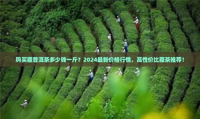 购买藏普洱茶多少钱一斤