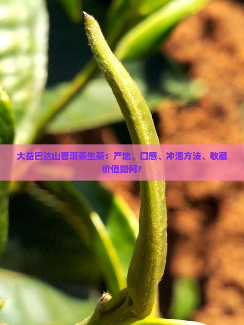 大益巴达山普洱茶生茶