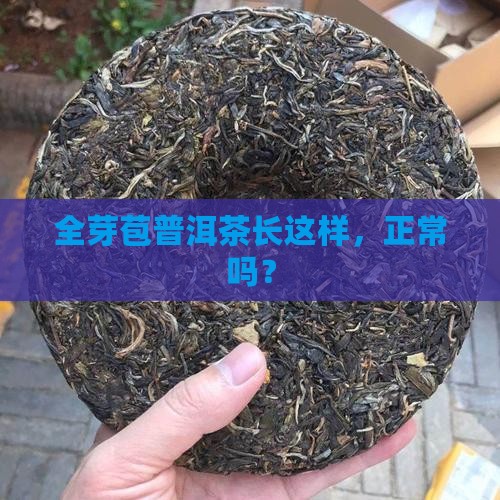 全芽苞普洱茶正常吗