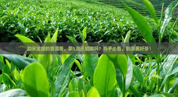 勐宋宝塘的普洱茶