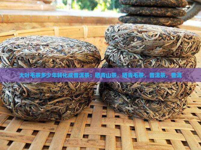 大叶毛茶多少年转化成普洱茶