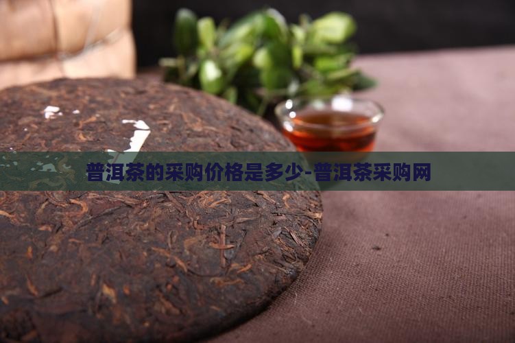 普洱茶的采购价格是多少