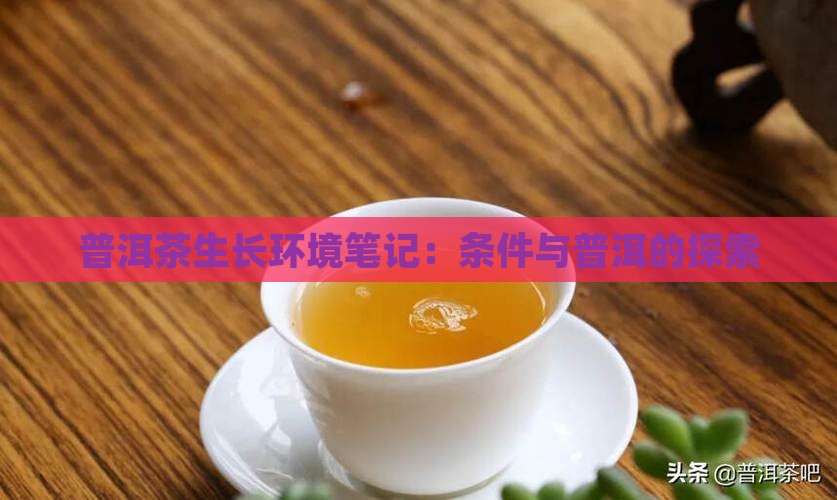 普洱茶的生长环境笔记