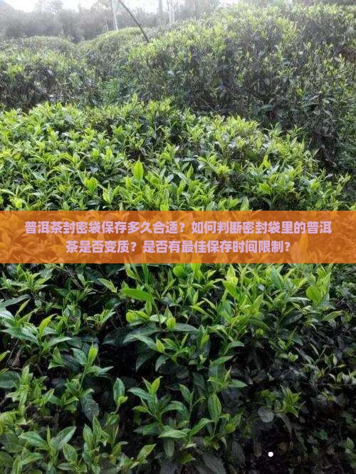 普洱茶封密袋保存多久