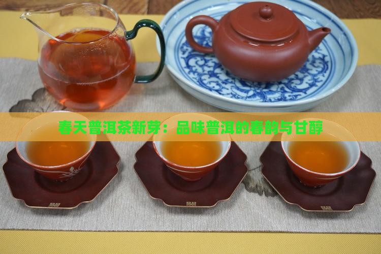 春天普洱茶新芽