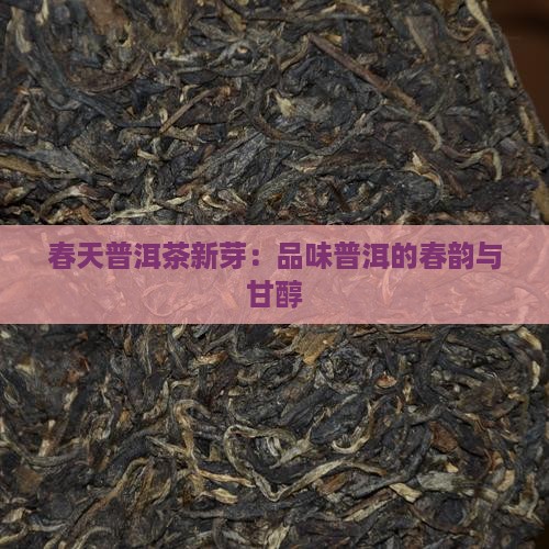 春天普洱茶新芽