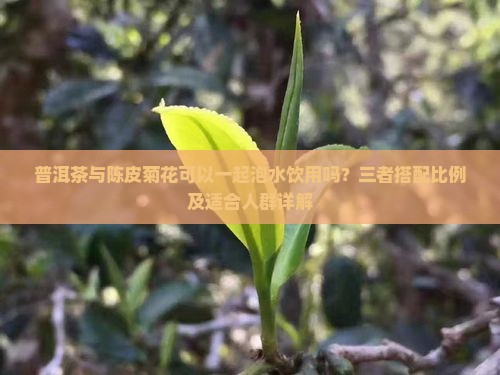 普洱陈皮菊花一起泡可以吗