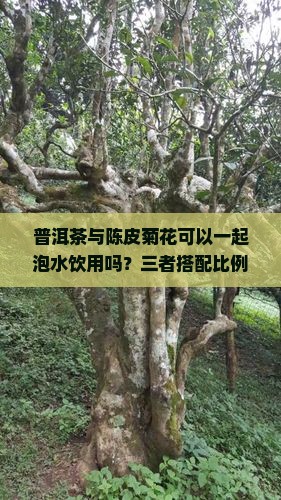 普洱陈皮菊花一起泡可以吗