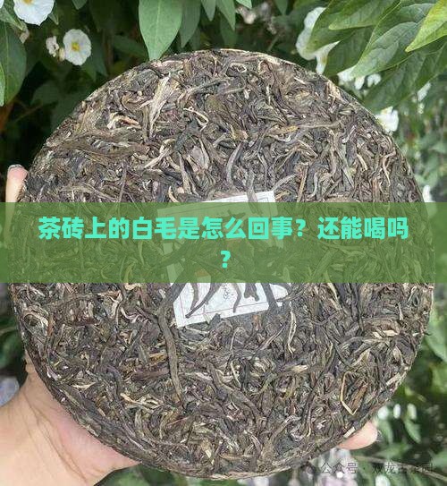 熟普茶砖长白毛怎么办