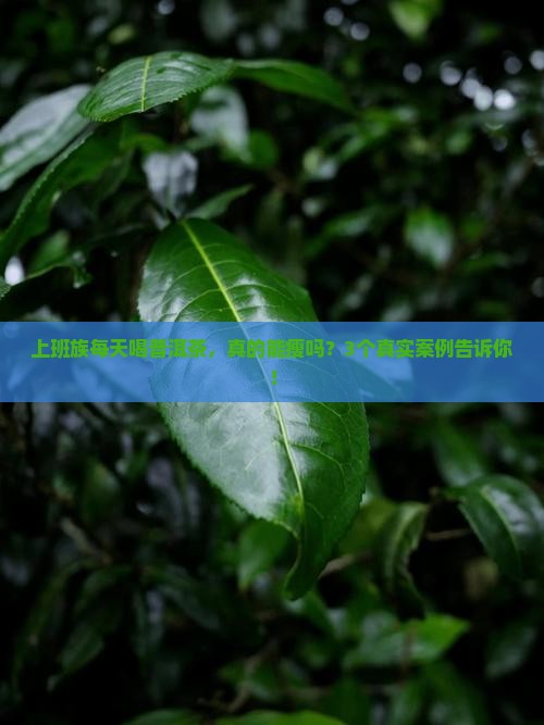 普洱茶每天喝瘦了