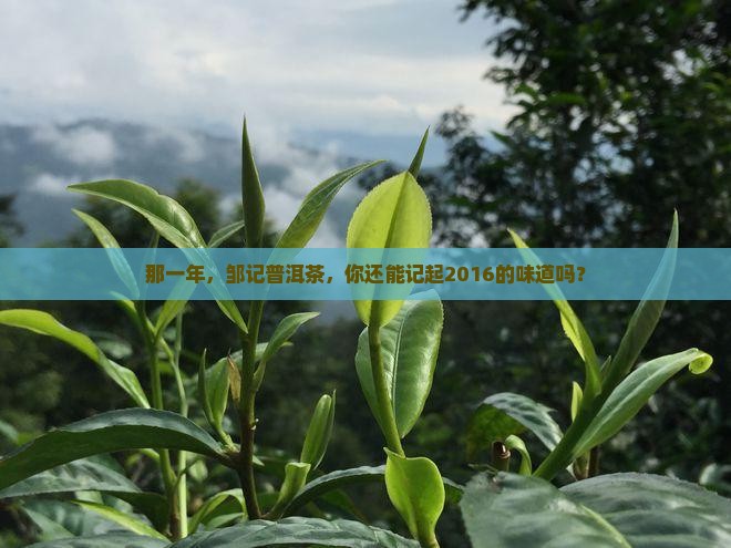 邹记普洱茶2016