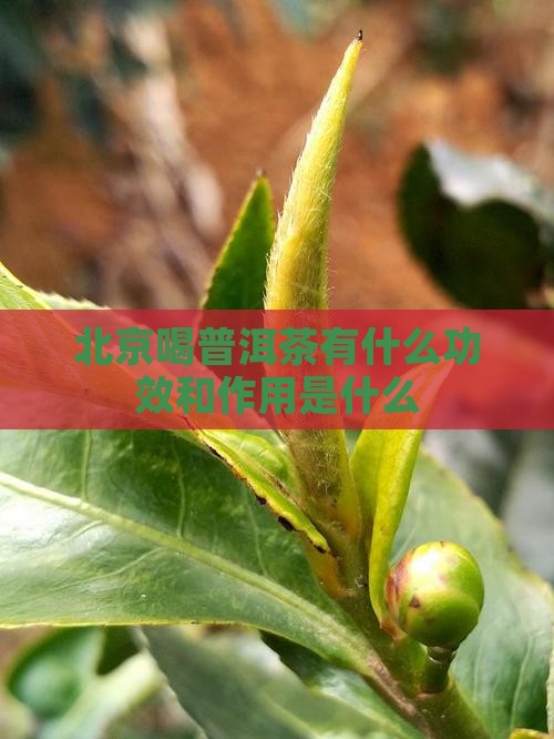 北京喝普洱茶有什么好处