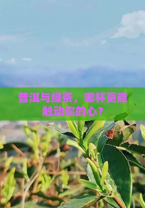 普洱茶和绿茶那个好