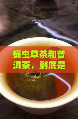 蛹虫草茶是普洱茶吗