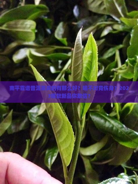 南平靠谱普洱茶