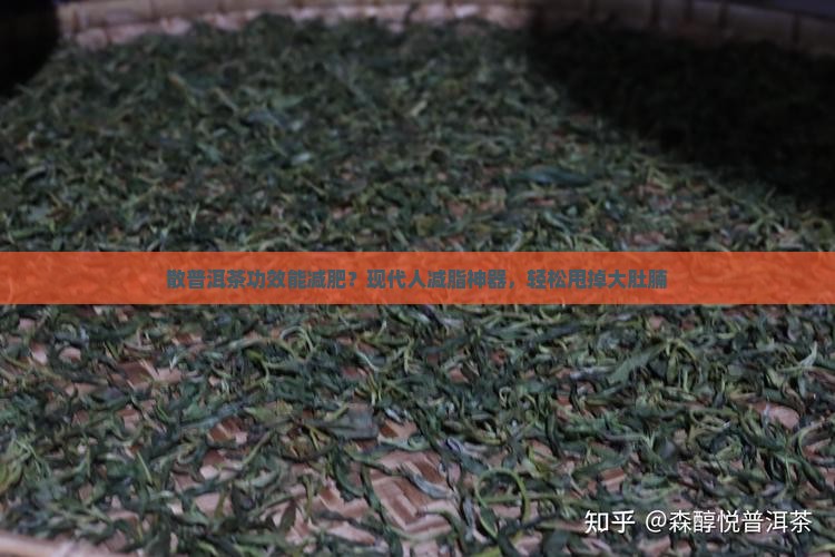 散普洱茶功效能减肥