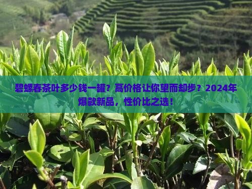 碧螺春茶叶多少钱一罐