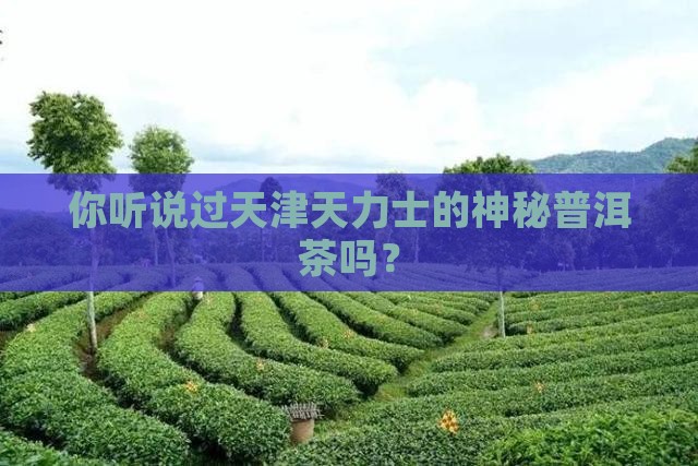 天津天力士普洱茶