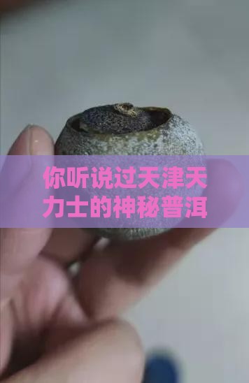 天津天力士普洱茶