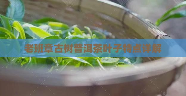 老班章古树茶叶子特点