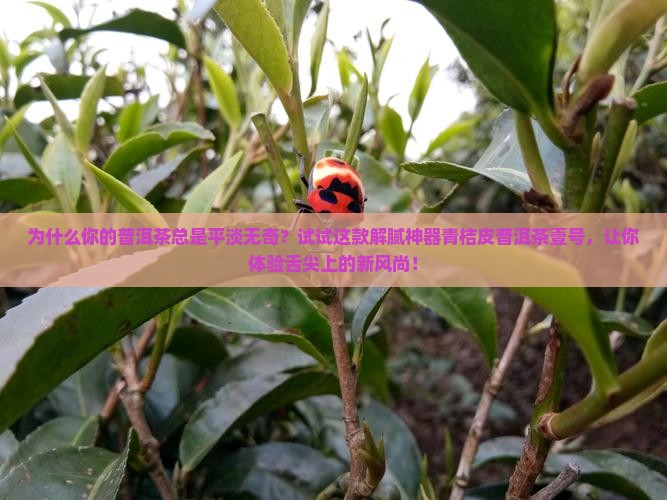 青桔皮普洱茶壹号