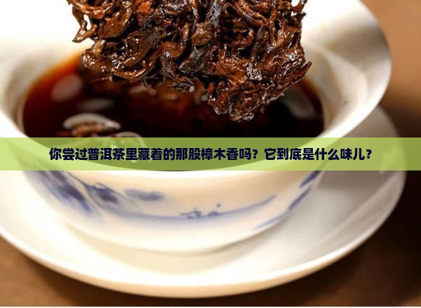 普洱茶里的樟木香什么味道