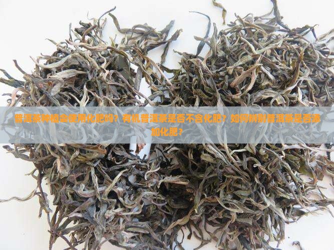 普洱茶有化肥吗
