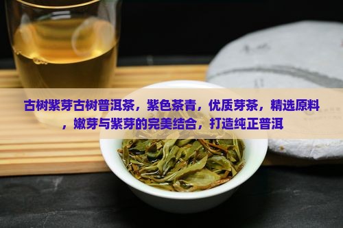 古树紫芽古树普洱茶