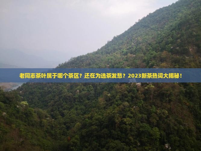 老同志茶叶属于哪个茶区